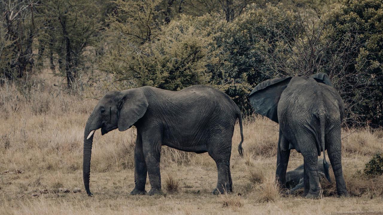Elephants on the Serengeti in Tanzania