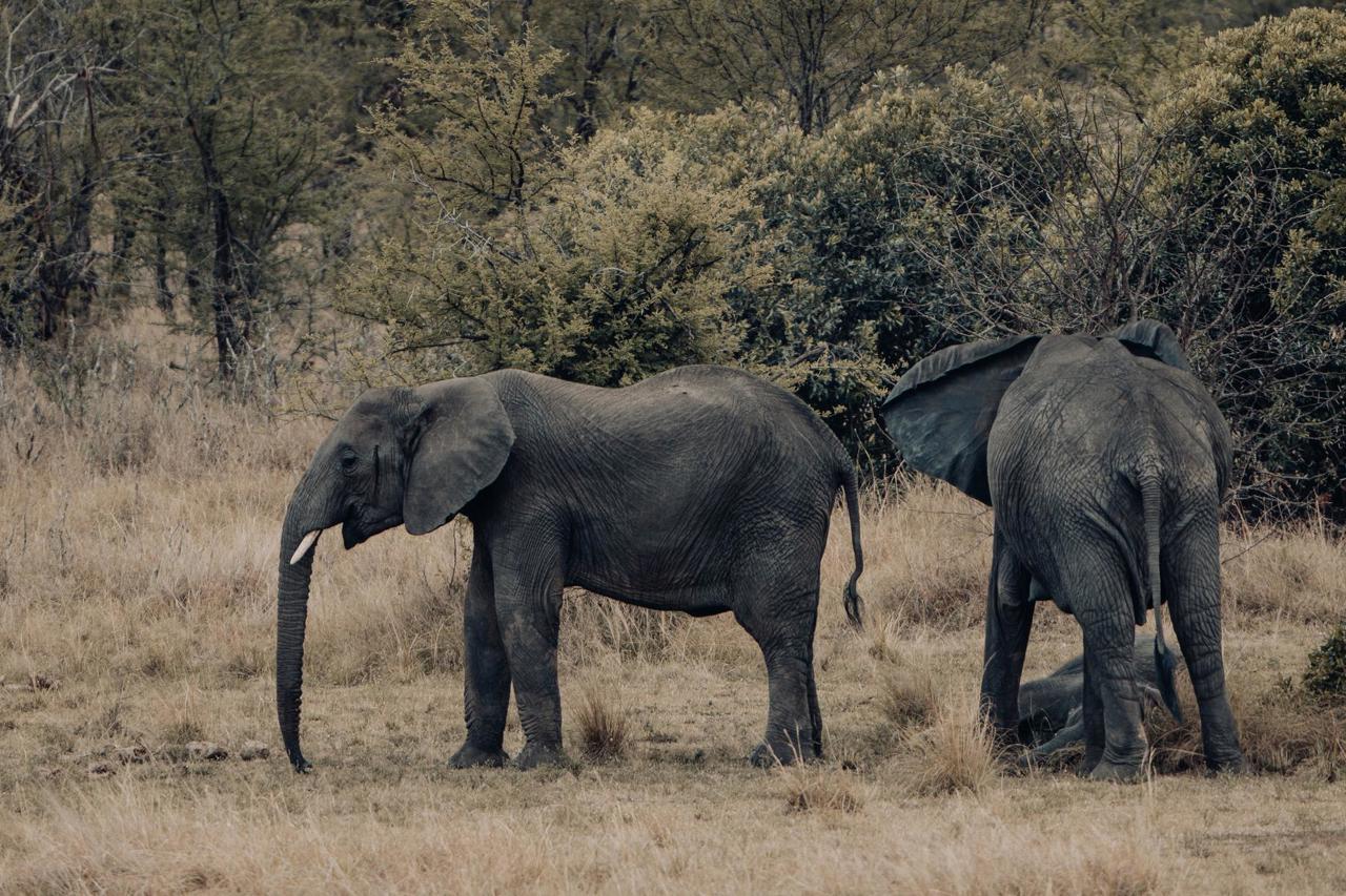 Elephants on the Serengeti in Tanzania