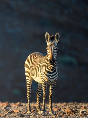 Wilderness Damaraland Camp Namibia Wildlife Zebra