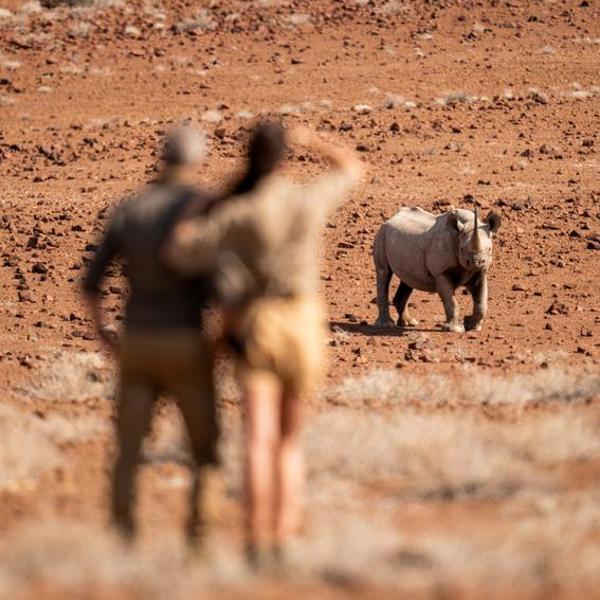 Guests trekking free-roaming black rhino at Wilderness Desert Rhino Camp in Namibia