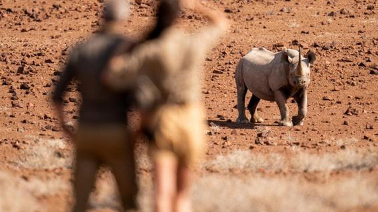 Guests trekking free-roaming black rhino at Wilderness Desert Rhino Camp in Namibia