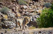 A male desert adapted lion near the scenic desert and dunes near Wilderness Hoanib Skeleton Coast