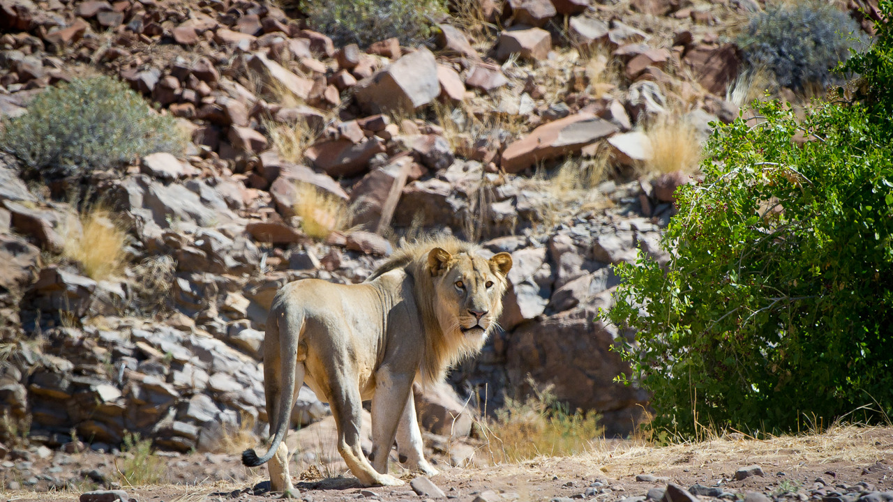 A male desert adapted lion near the scenic desert and dunes near Wilderness Hoanib Skeleton Coast