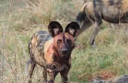 African wild dog sighting after eating prey