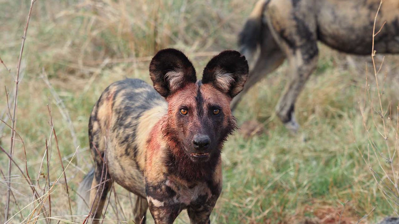 African wild dog sighting after eating prey
