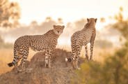 Wilderness Linkwasha Zimbabwe Cheethas