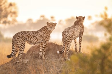 Wilderness Linkwasha Zimbabwe Cheethas
