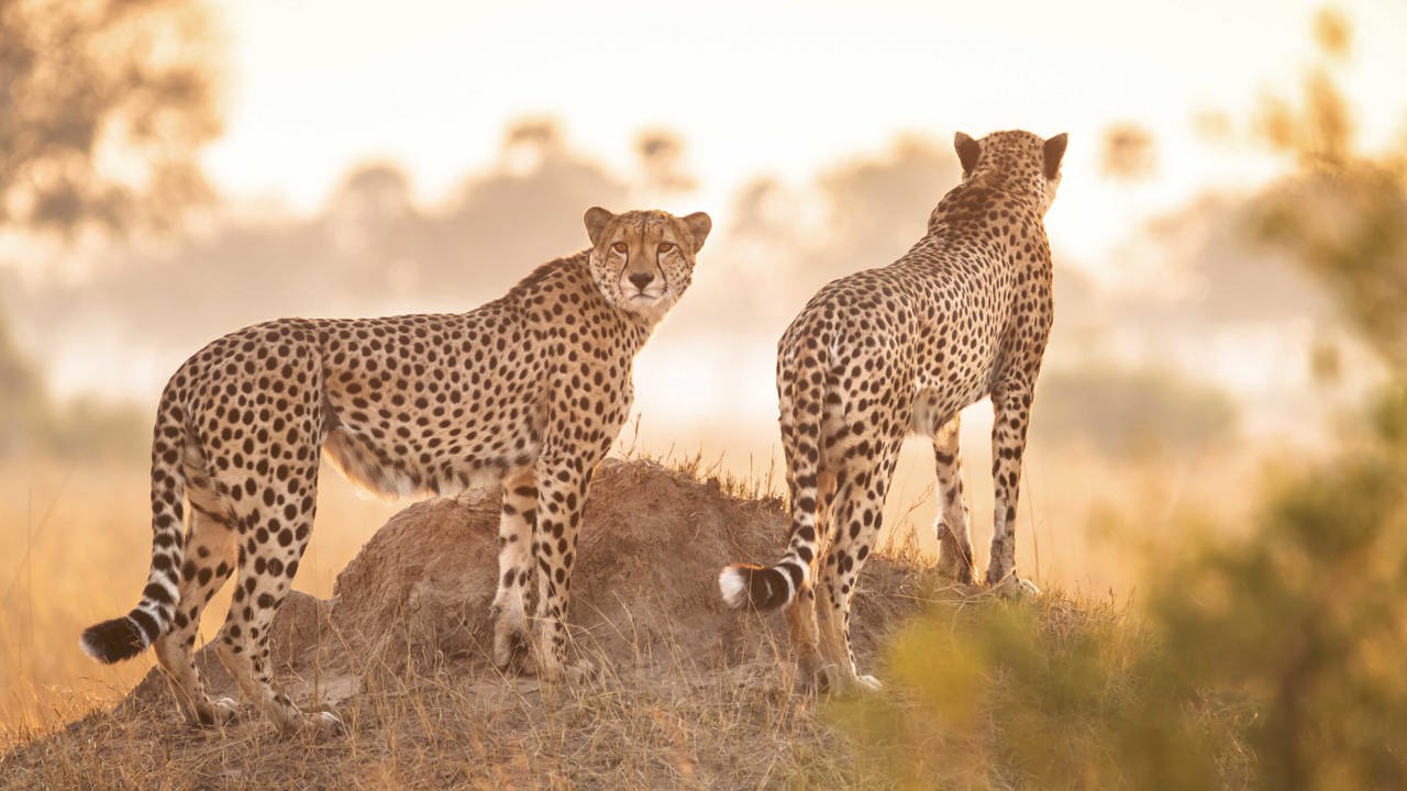 Wilderness Linkwasha Zimbabwe Cheethas