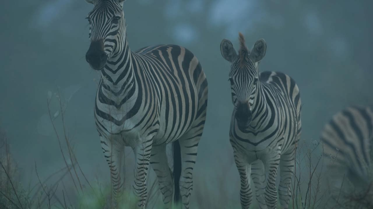 A pair of plains zebra (adult and foal) standing in tall grass, looking toward the camera in a mysterious, misty or foggy blue light in the Okavango Delta.