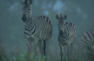 A pair of plains zebra (adult and foal) standing in tall grass, looking toward the camera in a mysterious, misty or foggy blue light in the Okavango Delta.