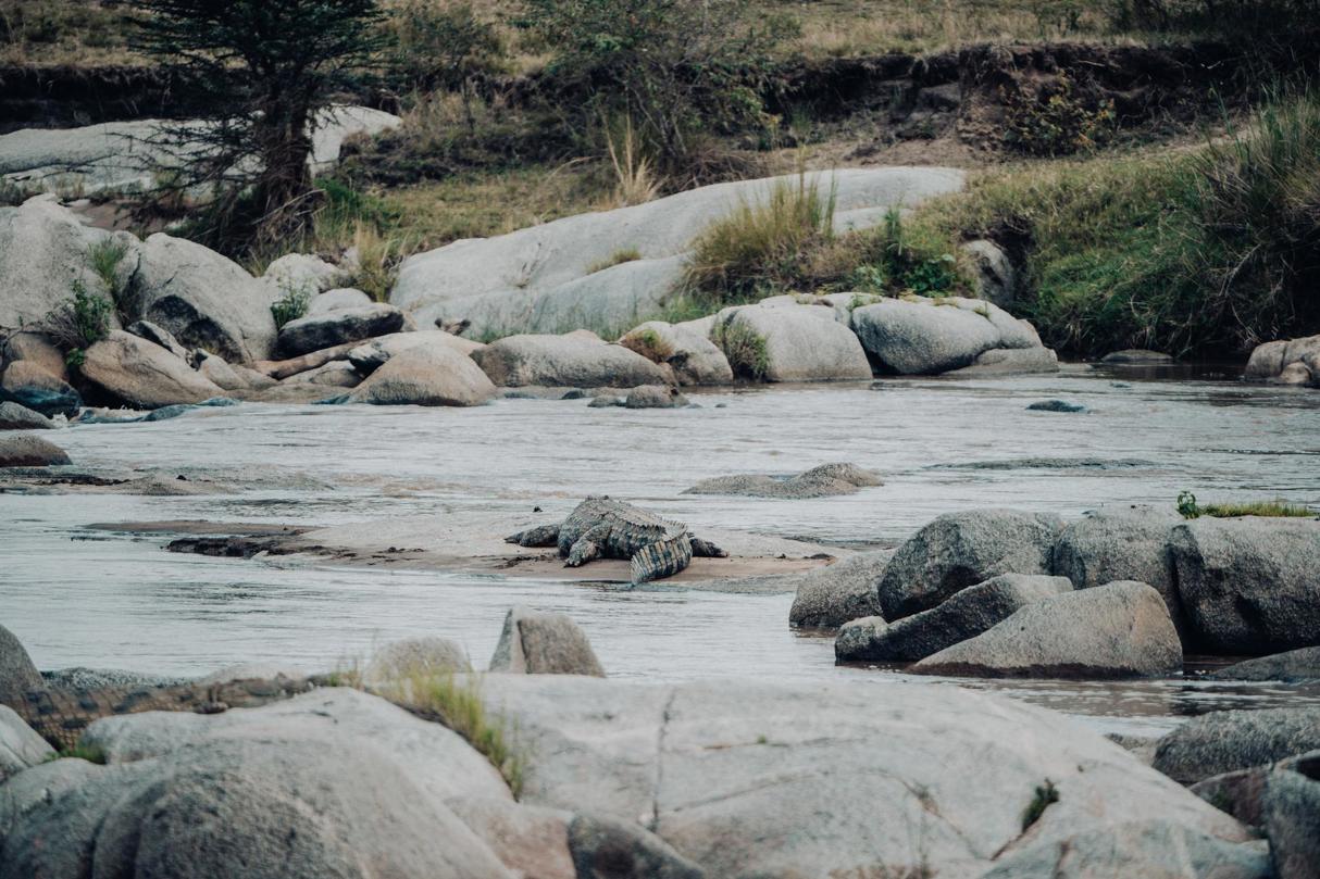 Crocodile waiting in the river for a zebra to take down