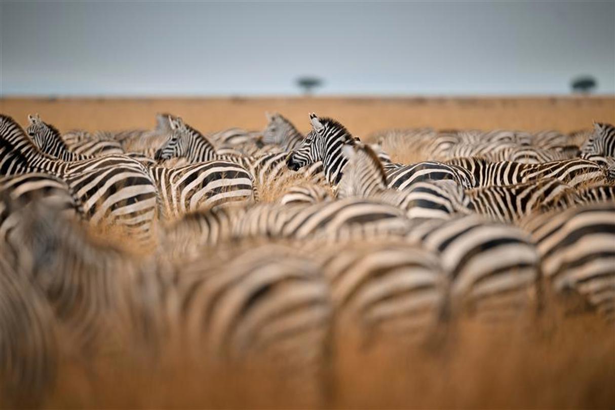 A dazzelnig herd of zebras gathered in the Masai Mara Wilderness Kenya