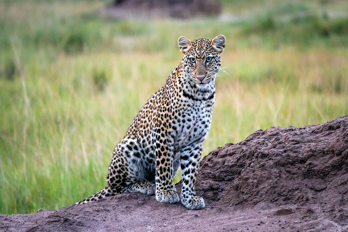 Wilderness Akagera Wildlife Leopard