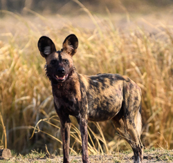 Wilderness Ruckomechi Zimbabwe Wildlife Wild Dog