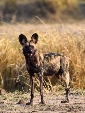 Wilderness Ruckomechi Zimbabwe Wildlife Wild Dog
