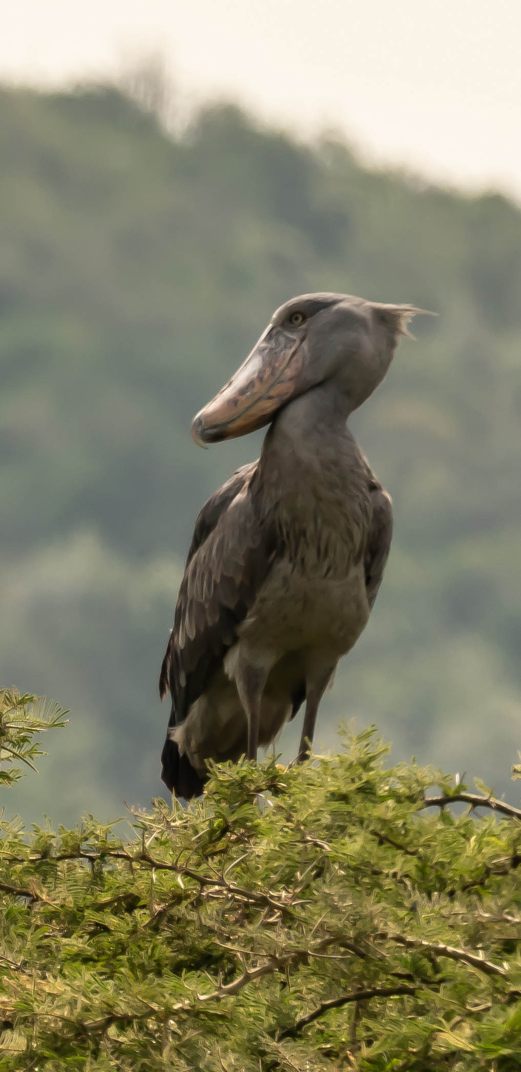 Wilderness Magashi Rwanda Activities Birding