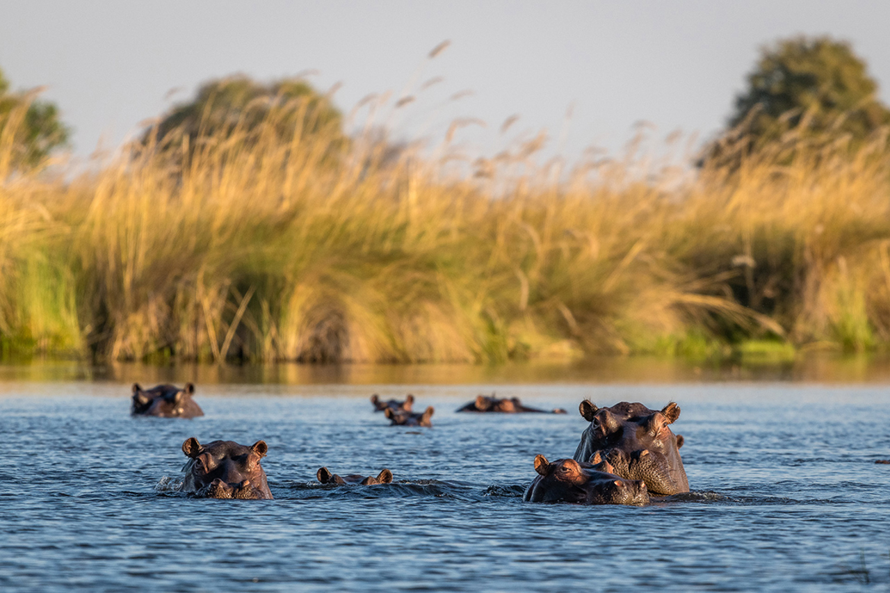 Wilderness Qorokwe Botswana Hippos In Water