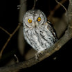 Night drive safari spotting owl in African wilderness