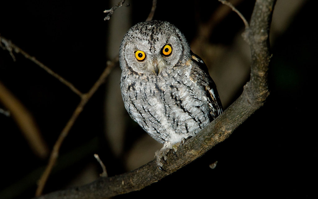 Night drive safari spotting owl in African wilderness