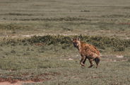 Spotted hyena running through the plains of the Serengeti