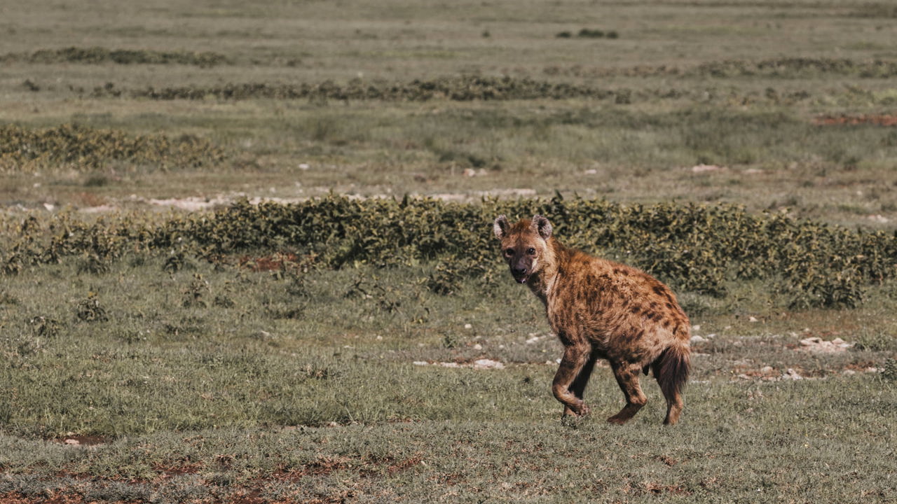 Spotted hyena running through the plains of the Serengeti