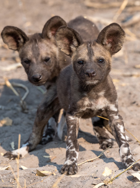Wilderness Kings Pool Botswana Wildlife Wild Dog