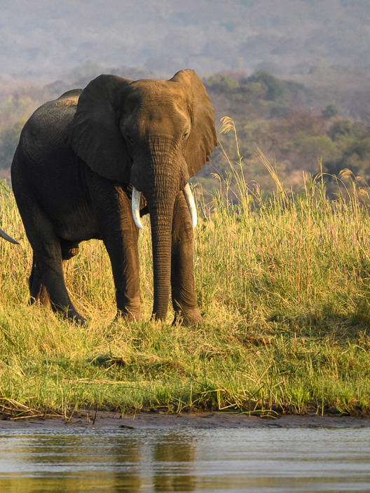 Wilderness Experiences Canoe Zimbabwe Wildlife Elephant