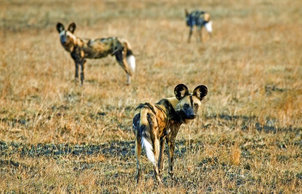 Wilderness Kafue Wild Dog in Busanga Plains