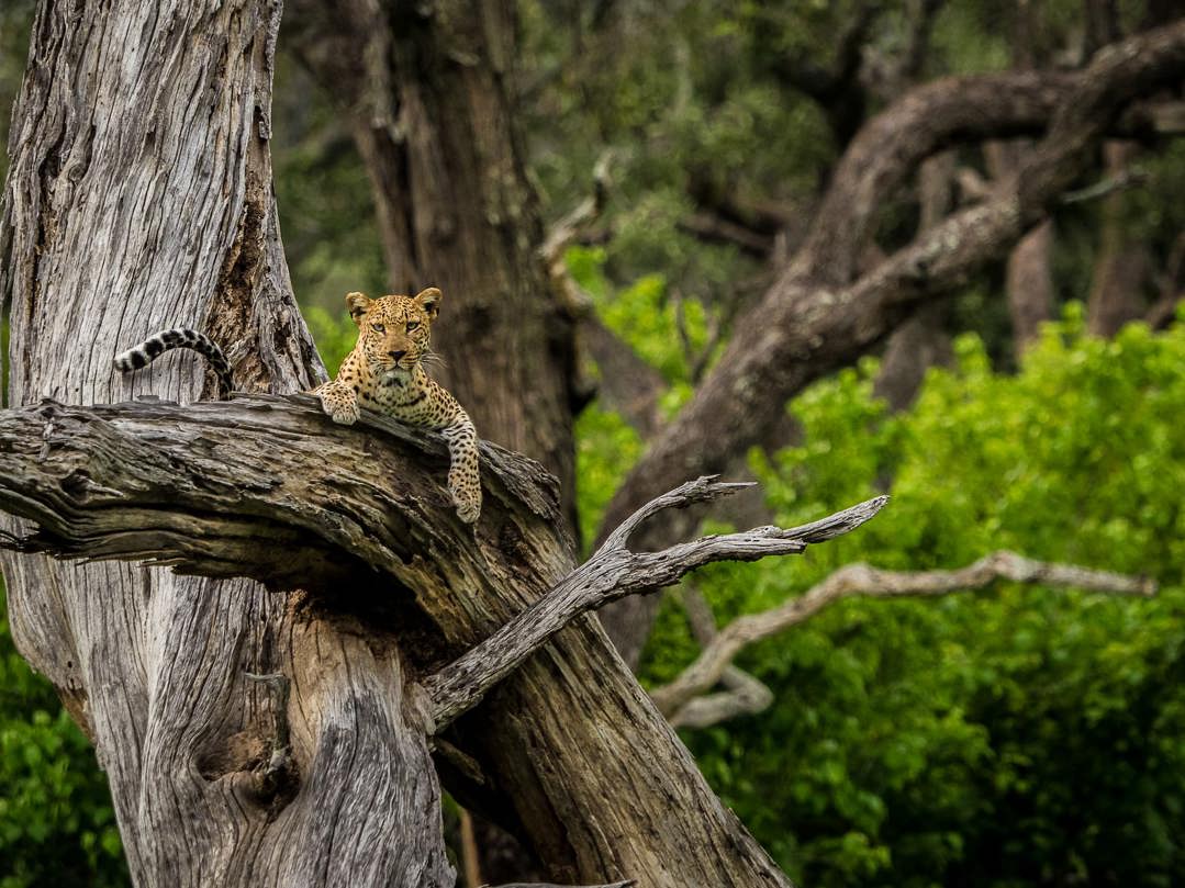 A leopard resting on a thick, dead tree branch, looking alertly at the camera, taken on a safari at Vumbura, Okavango Delta, Botswana.
