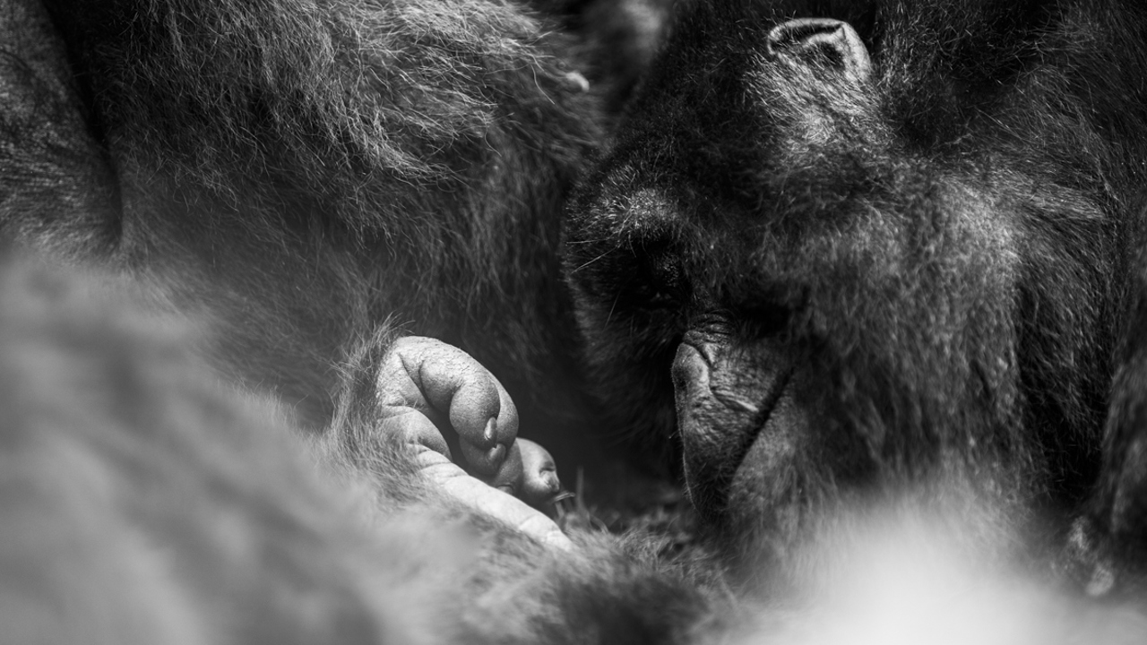 Gorilla Rwanda Volcanoes National Park