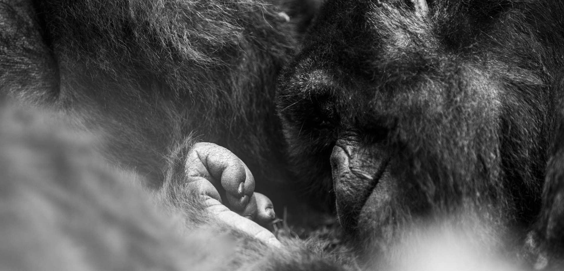 Gorilla Rwanda Volcanoes National Park