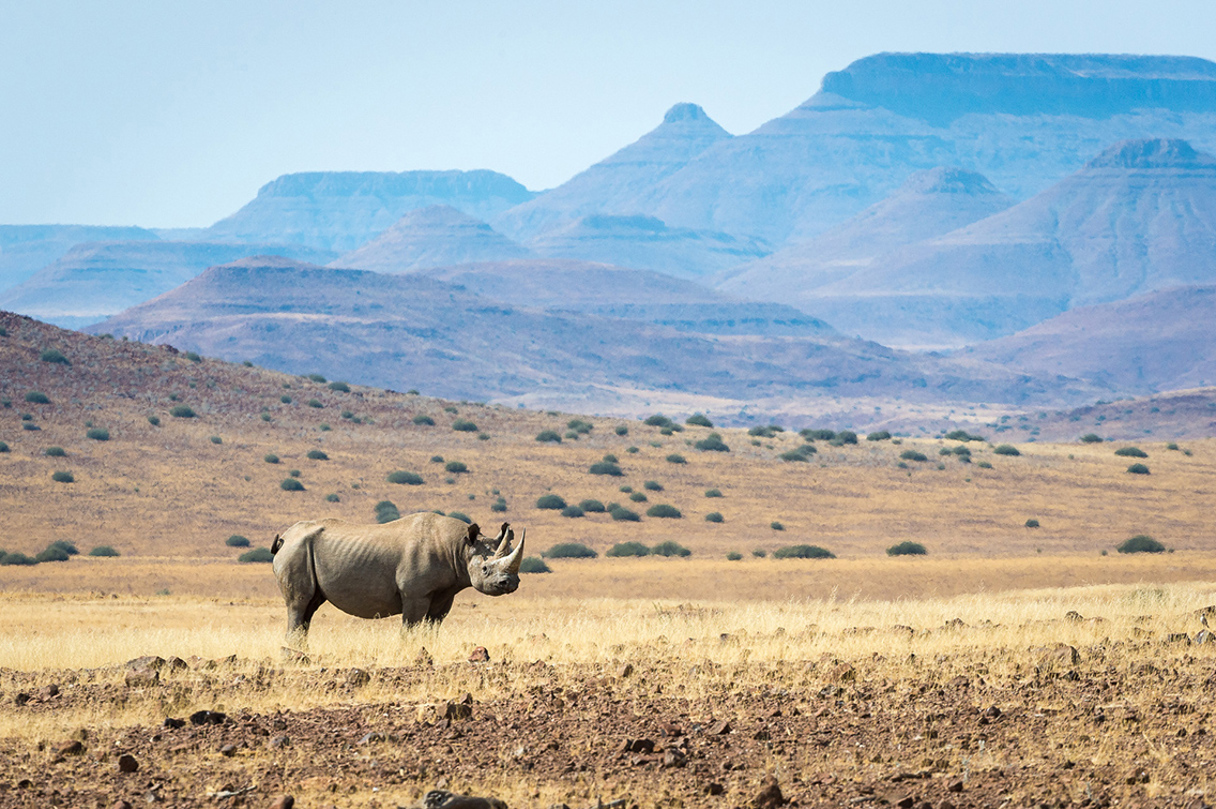 Wilderness Namibia Desert Rhino