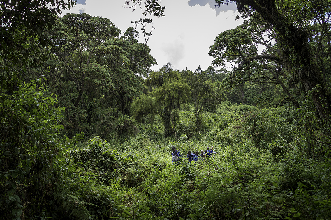 Wilderness Rwanda Landscape Rainforest