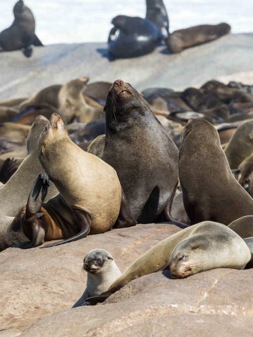 Wilderness Experiences Nature Drive Namibia Cape Fur Seals