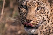 Leopards have a strong legacy at Mombo - close up of leopard