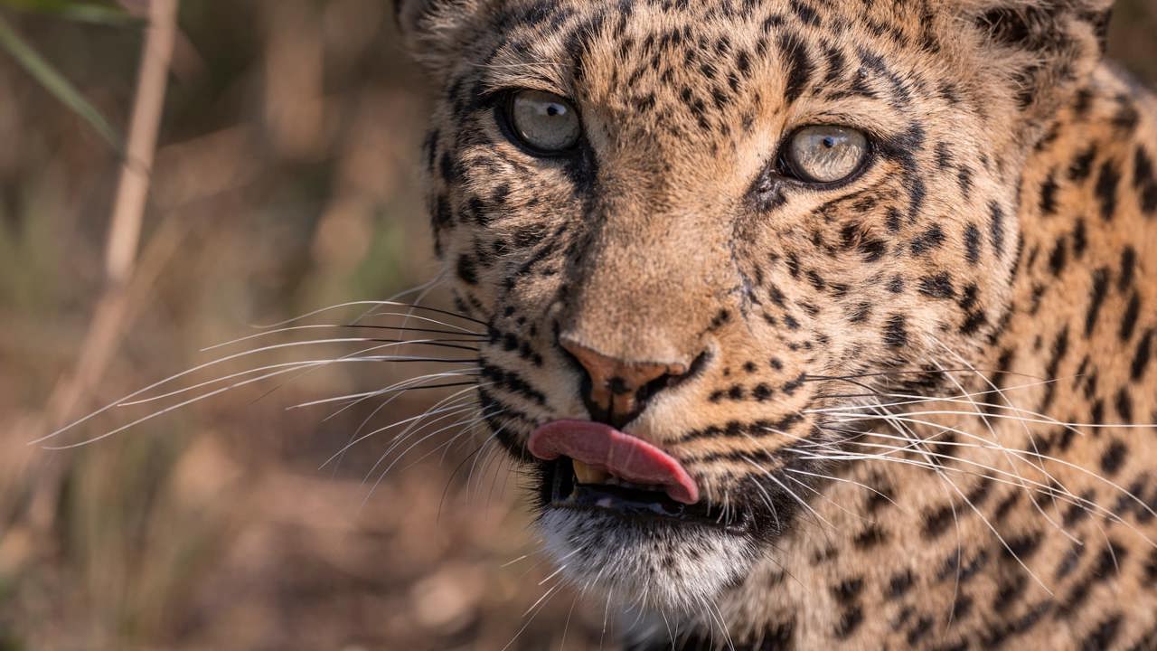 Leopards have a strong legacy at Mombo - close up of leopard