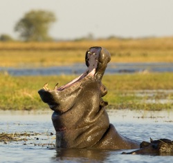 Wilderness Shumba Hippo Yawning in Busanga Plains