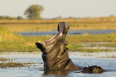 Wilderness Shumba Hippo Yawning in Busanga Plains