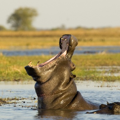 Wilderness Shumba Hippo Yawning in Busanga Plains
