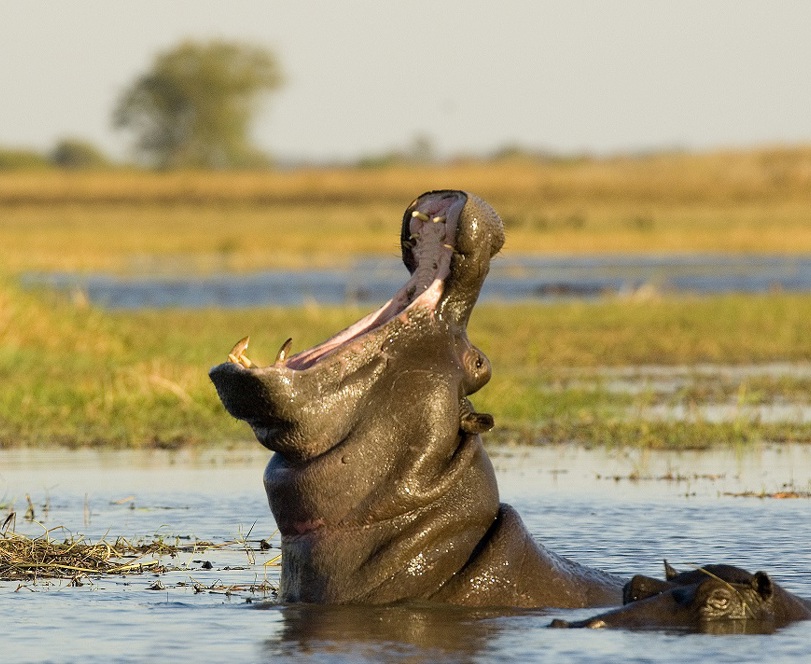 Wilderness Shumba Hippo Yawning in Busanga Plains