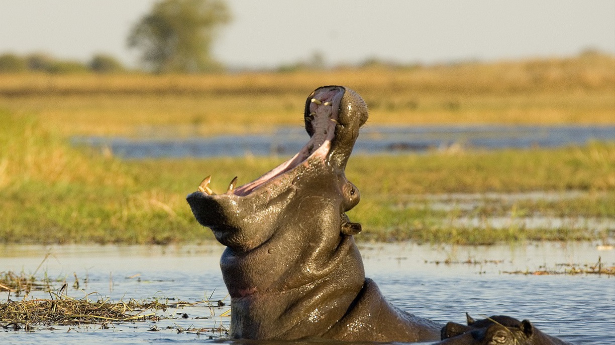 Wilderness Shumba Hippo Yawning in Busanga Plains