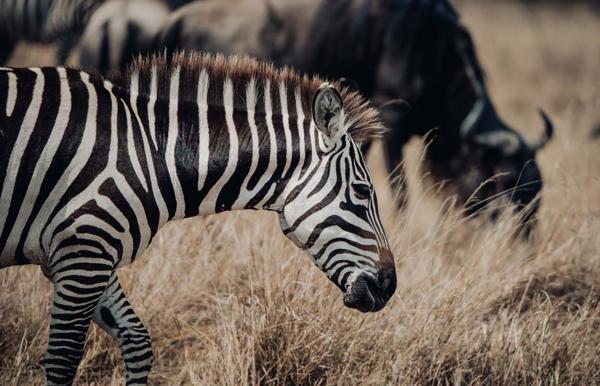 Zebra grazing in grass in the Lamai Area of the Serengeti, Tanzania