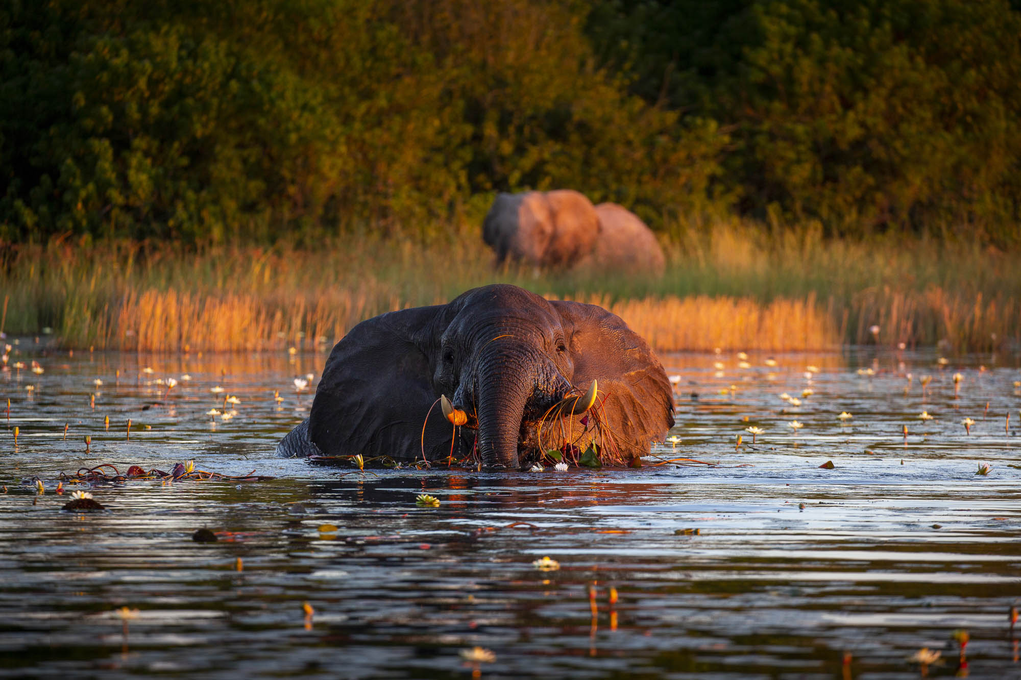 Wilderness Experiences Botswana Barge Wildlife Elephant