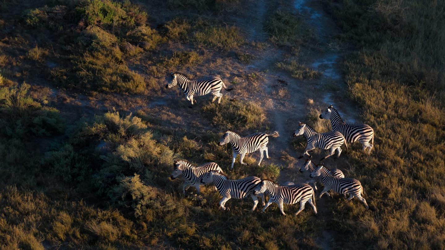Aerial view of a small herd of plains zebra standing in the golden, dry savanna grass of the Okavango Delta, lit by a low sun.