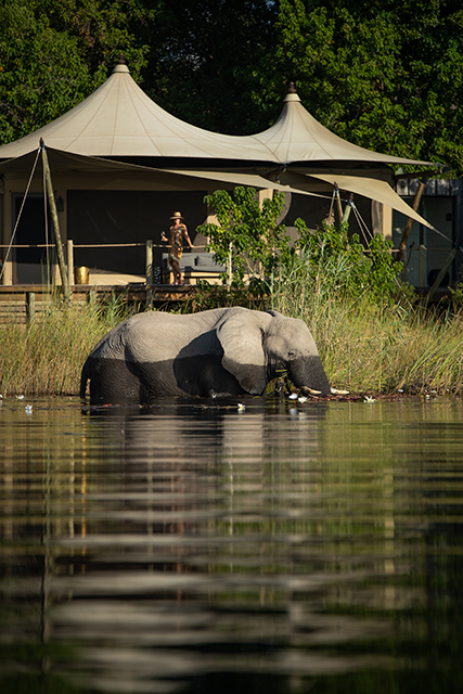 Elephants crossing seasonal floodplains in the Linyanti Botswana safari