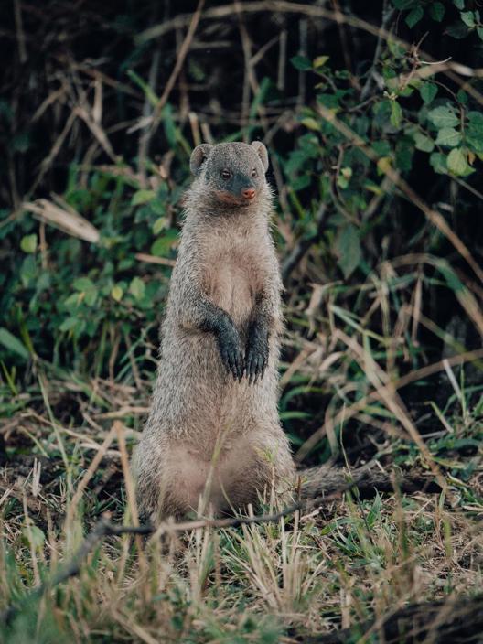 Mongoose standing on alert in Tanzania
