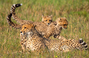 Little Vumbura Botswana Wildlife Cheetah Family