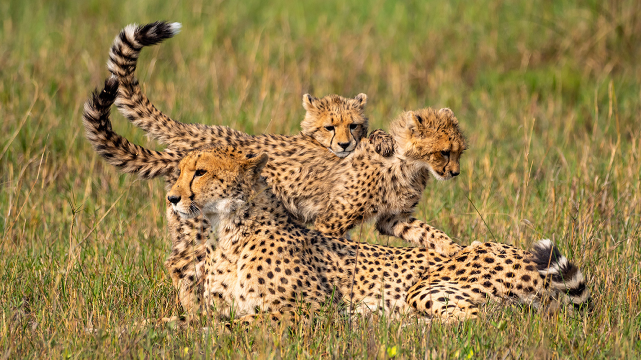 Little Vumbura Botswana Wildlife Cheetah Family