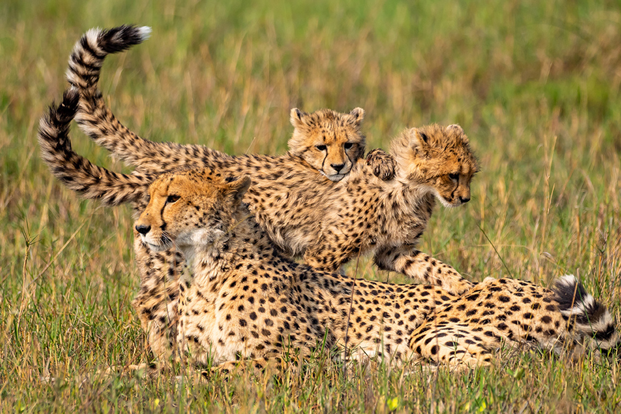Little Vumbura Botswana Wildlife Cheetah Family