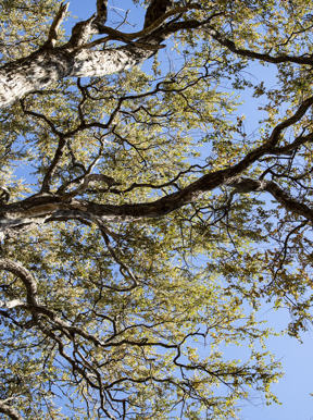 Wilderness Botswana Woodlands